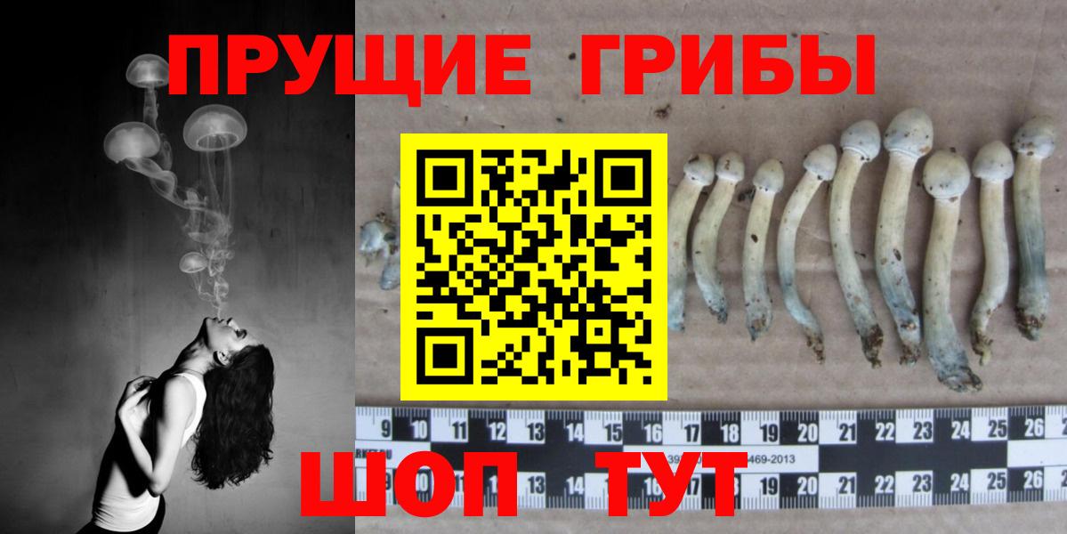 Псилоцибиновые грибы мицелий Старая Купавна